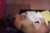 ハウルバッタリ ハウルバッタリ