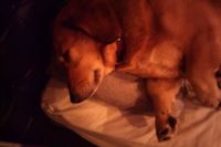 ハウル寝顔0327 ハウル寝顔0327