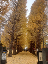 銀杏並木 銀杏並木