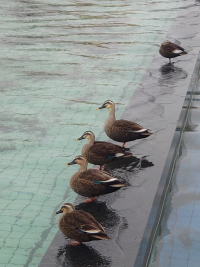 かるがも かるがも