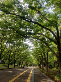 休日の緑 休日の緑