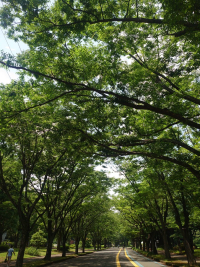 駒沢みどり 駒沢みどり